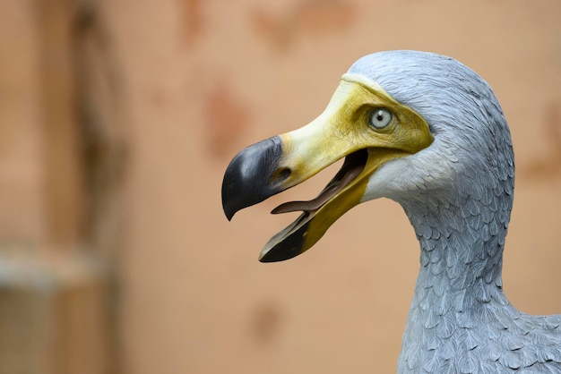 Ricostruzione a grandezza naturale dell'uccello estinto Dodo endemico dell'isola di Mauritius