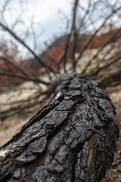 Ricrescita del ripristino della foresta di Dadia dopo l'incendio Evros Grecia