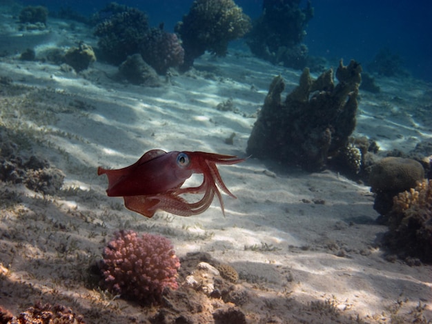 Riffkalmar im roten meer beim schwimmen zwischen korallen im klaren wasser