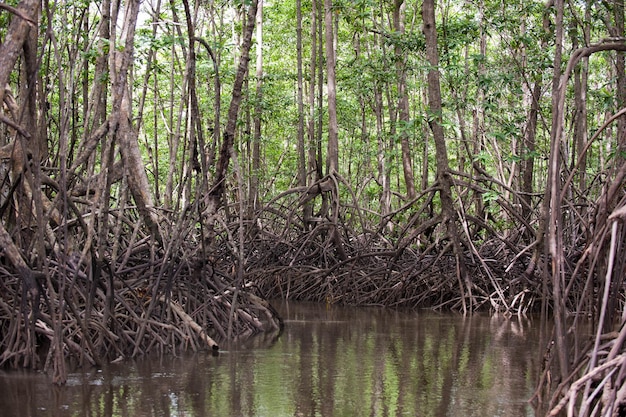 Riflessione degli alberi nell'acqua