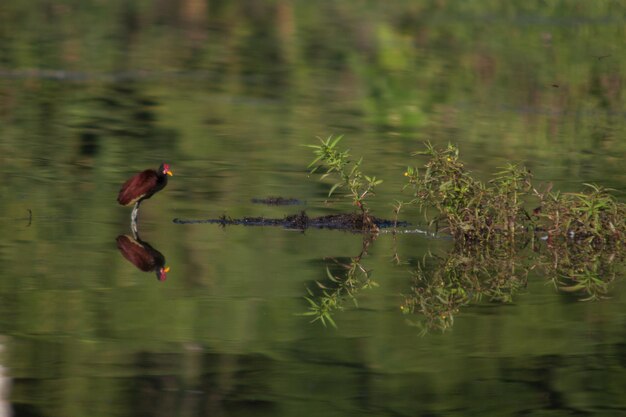 Riflessione degli alberi nell'acqua