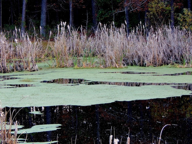 Riflessione degli alberi nell'acqua