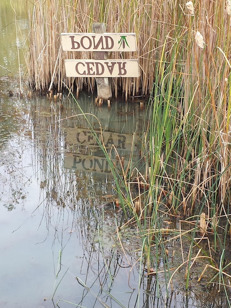 Riflessione degli alberi nell'acqua