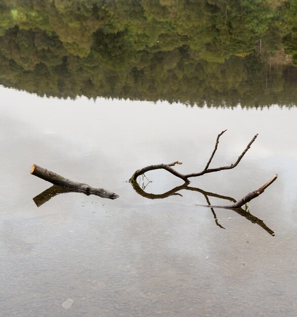 Riflessione del ramo in Coniston Water