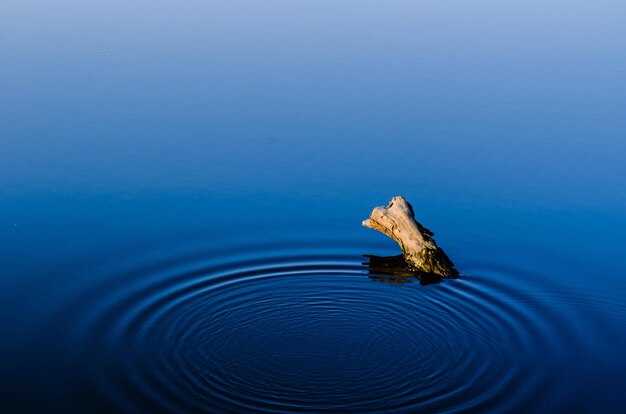 Riflessione del tronco nell'acqua