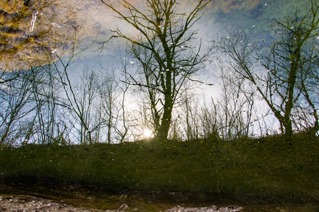 Riflessione dell'acqua di fiume, riflessioni dell'albero sull'acqua in Georgia