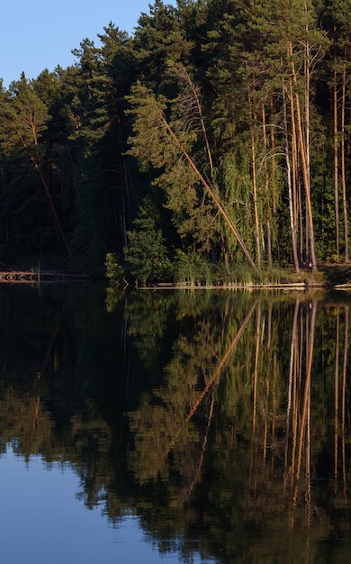 Riflessione dell'albero rotto sulla superficie dell'acqua