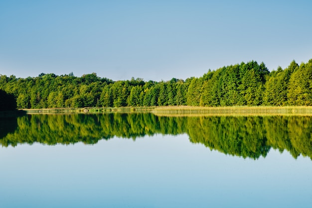 Riflessione della foresta in acqua del lago