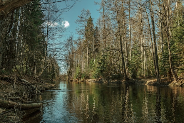 Riflessione della foresta nel fiume