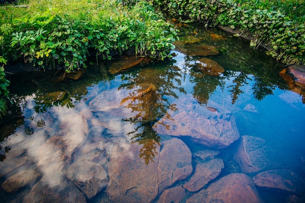 Riflessione della foresta nell'acqua cristallina di un lago di montagna Foto di alta qualità