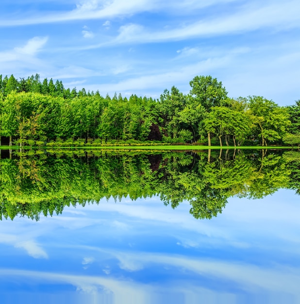 Riflessione della foresta