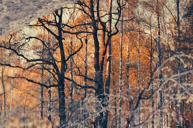 Riflessione di alberi autunnali nel lago nel parco