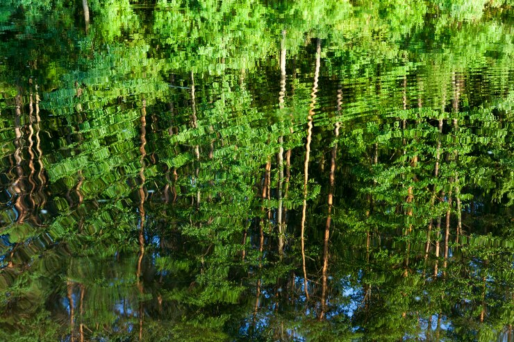 Foto riflessione di alberi con fogliame succoso saturo verde nell'acqua del lago sulla riva del quale queste piante crescono vicino in estate
