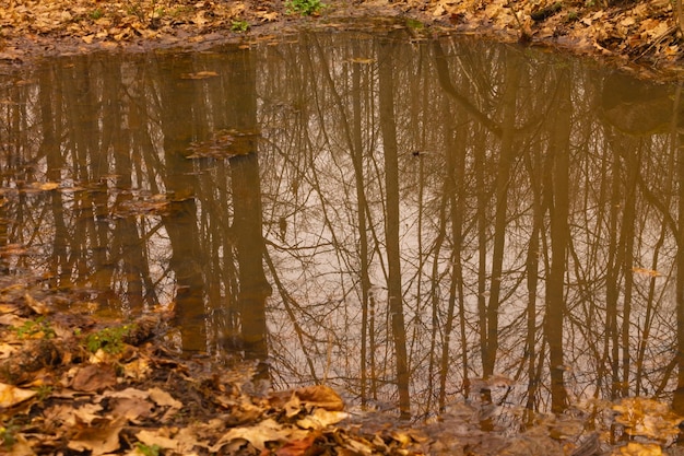 Riflessione di tronchi d'albero in una pozza di fogliame spruzzato