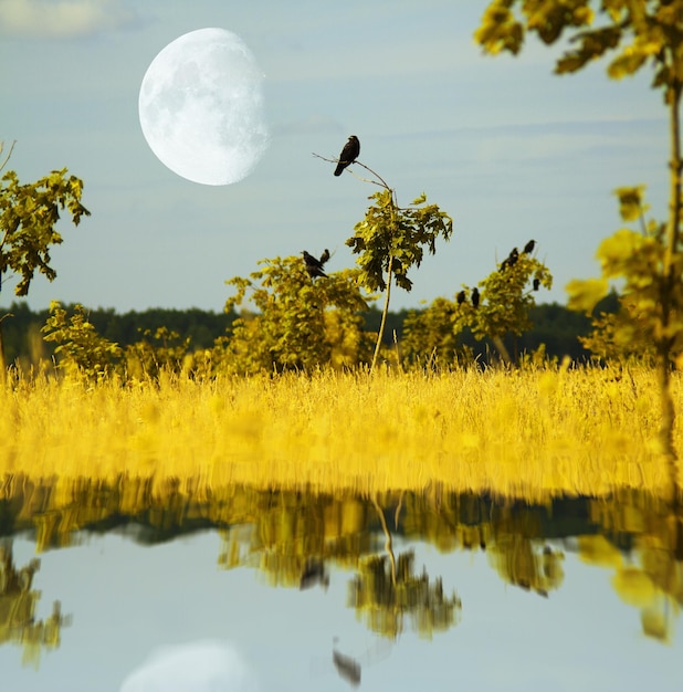 Riflessione nell'acqua