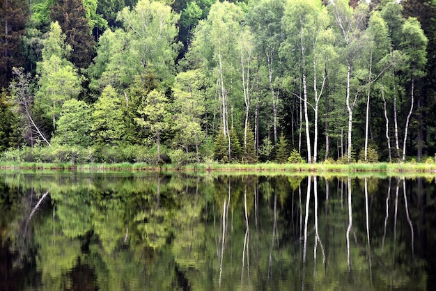 Riflessione verde della foresta nell'acqua del lago