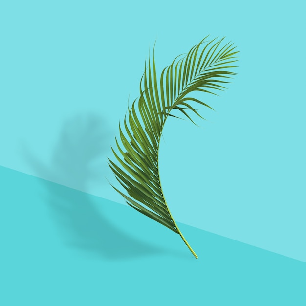 Riflessione verde delle foglie di palma nella foresta tropicale isolata su fondo blu pastello