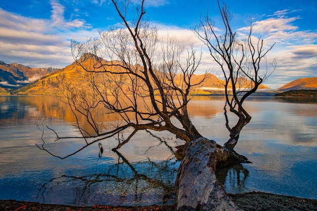 Riflessioni dell'albero del salice di Fllen sul lago