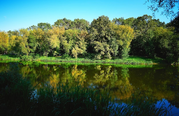 Riflessioni sullo sfondo del paesaggio dello stagno della foresta