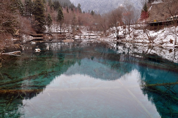 Riflesso degli alberi nel lago durante l'inverno