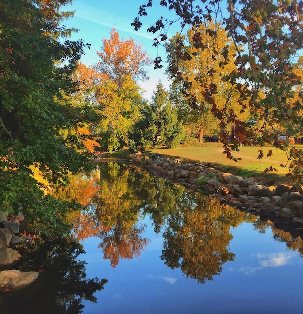 Riflesso degli alberi nel lago