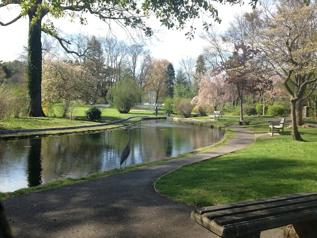 Riflesso degli alberi nel lago