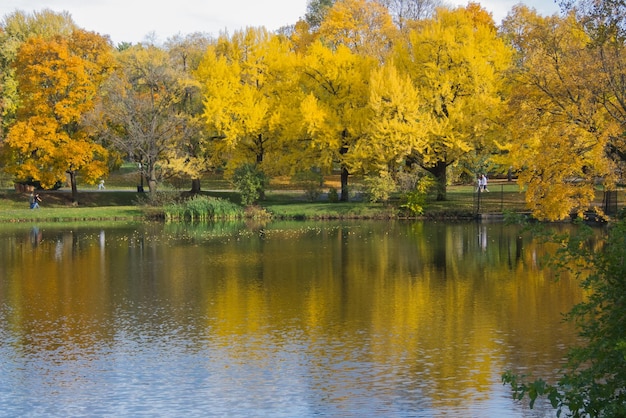 Riflesso degli alberi nell'acqua