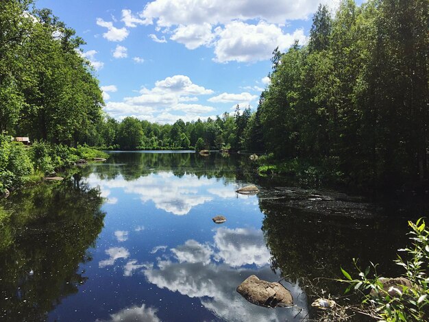 Riflesso degli alberi nell'acqua