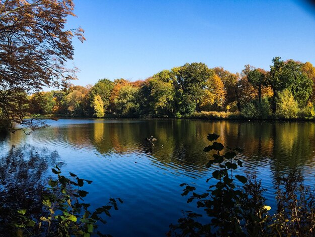 Riflesso degli alberi nell'acqua