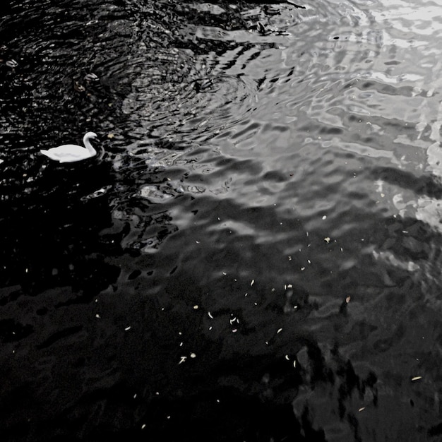 Riflesso degli alberi nell'acqua