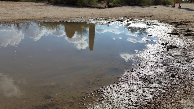 Riflesso degli alberi nella pozzanghera