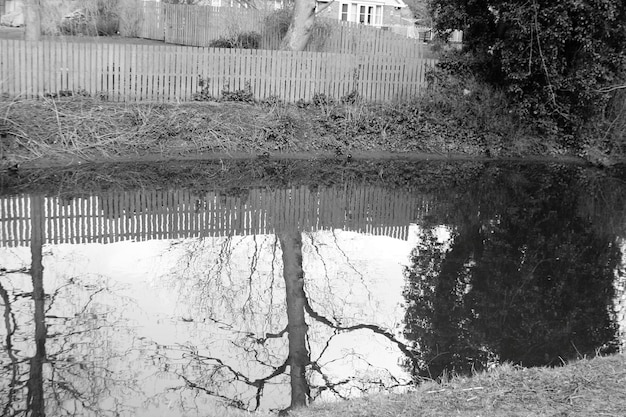 Riflesso degli alberi nello stagno