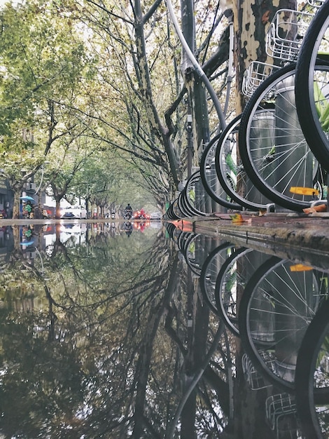 Riflesso di alberi nudi sulla strada