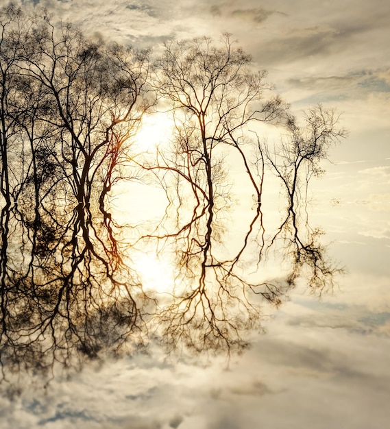 Riflesso perfetto dei grandi alberi spogli che si staglia nell'acqua del fiume