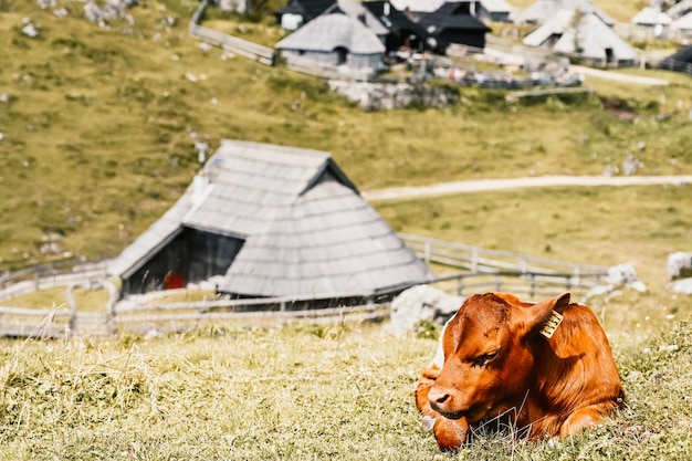 Rifugio di montagna o casa sulla collina Velika Planina paesaggio di prati alpini Agricoltura ecologica Meta di viaggio per escursioni in famiglia Alpi di Kamnik Slovenia Grande altopiano