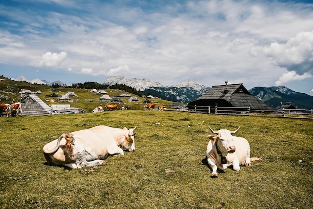 Rifugio di montagna o casa sulla collina Velika Planina paesaggio di prati alpini Agricoltura ecologica Meta di viaggio per escursioni in famiglia Alpi di Kamnik Slovenia Grande altopiano