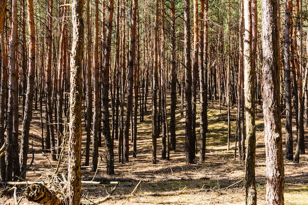 Righe di alti pini in una foresta in primavera