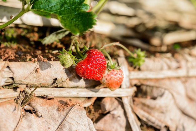 Righe di fragole in una fattoria di fragole