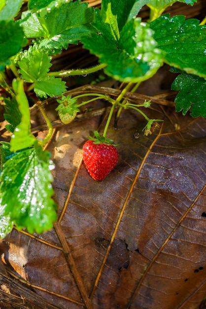 Righe di fragole in una fattoria di fragole