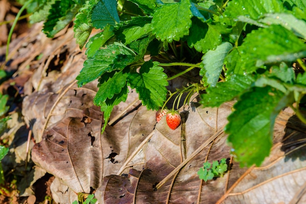 Righe di fragole in una fattoria di fragole