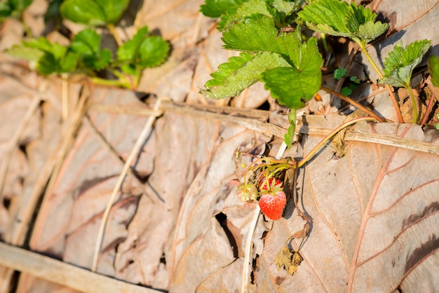 Righe di fragole in una fattoria di fragole