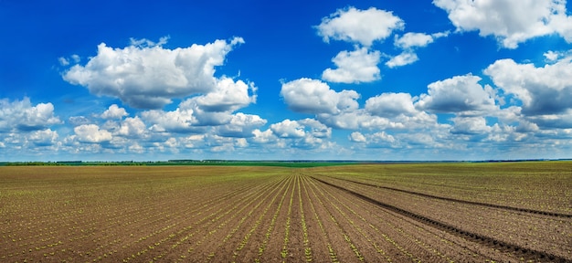 Righe di germogli di barbabietola da zucchero su un campo agricolo coltivato e su un cielo nuvoloso