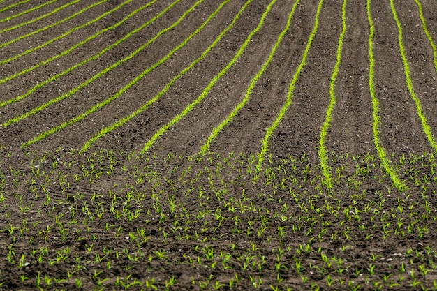 Righe di germogli di mais che iniziano a crescerexPiantine di corn che crescono in campo all'inizio della primavera