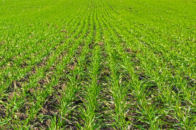 Righe di grano autunnale su un campo sotto un cielo blu con nuvole