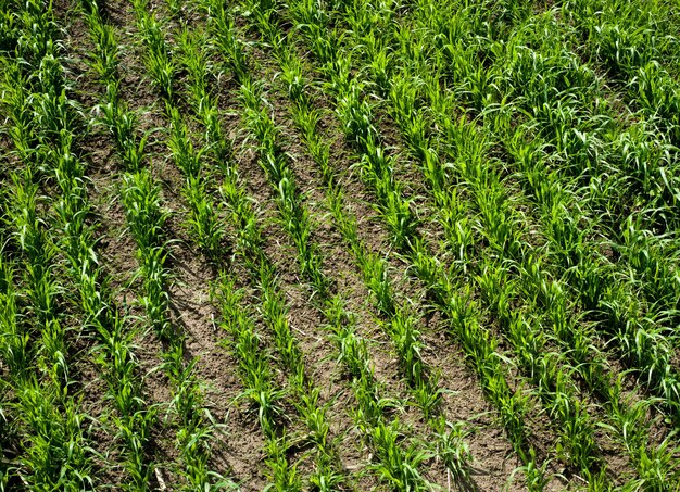 Righe di grano giovane, germogli primaverili, vista dall'alto