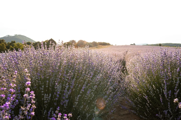 Righe di lavanda viola in un campo in una sera d'estate mentre il sole tramonta