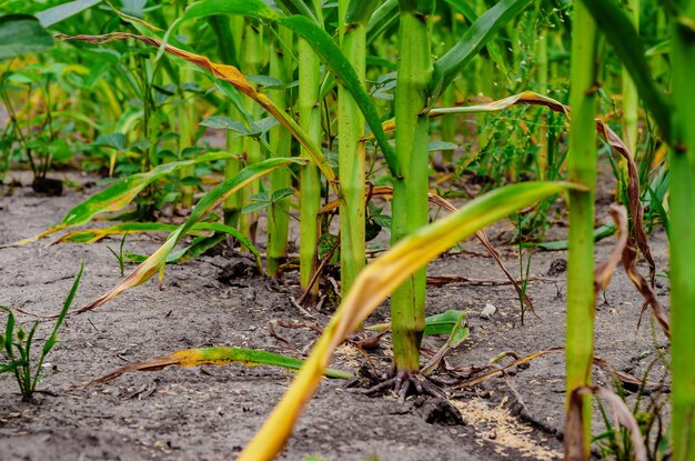 Righe di mais verde nel campo Crescita del mais Vista interna