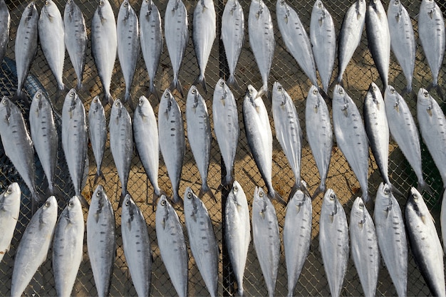 Righe di pesce essiccato dal mare per il cibo.