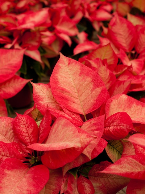 Righe di piante di poinsettia rossa coltivate in un vivaio del Colorado in preparazione per le festività natalizie.