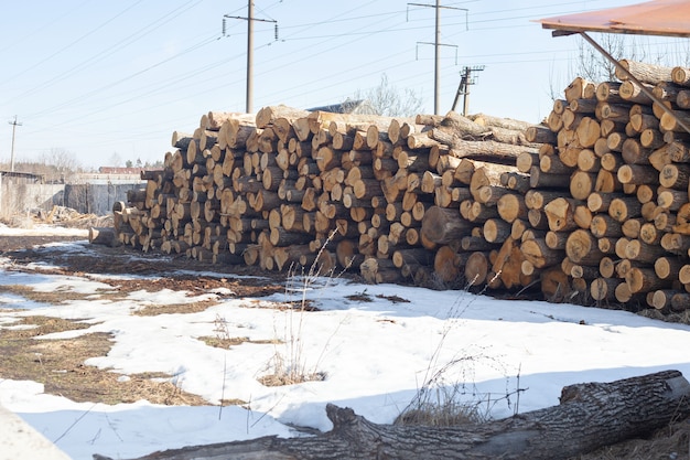 Righe di pile di tronchi in attesa di essere lavorate in una segheria rurale locale